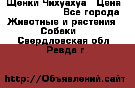 Щенки Чихуахуа › Цена ­ 12000-15000 - Все города Животные и растения » Собаки   . Свердловская обл.,Ревда г.